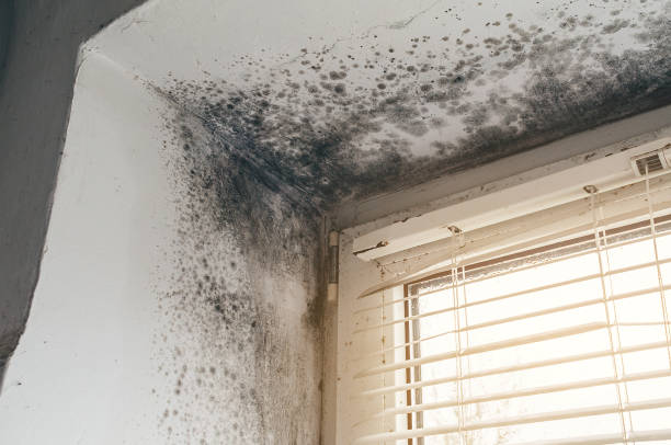 Affordable Bathroom Mold Removal solutions in Fairview, NC